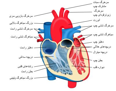 قلب, یک ,عضو عضلانی , کیسة فیبروزی,  پریکاردیوم, سینه , فاصلة باریک, بین قلب, پردة پریکاردیوم ,لابریکانت ,(لغزنده کننده), جهت حرکت قلب, عمل می کند, دیواره های قلب, به طور عمده از ,سلولهای عضلة قلبی,  میوکاردیوم, سطح داخلی دیواره های قلب , اندوتلیال,  اندوتلیوم ,قلب انسان , به دو نیمه, دهلیز ,بطن , دهلیزها, بطنها ,یک دریچة, دهلیزی-بطنی,(AV) دریچه, AV سمت راست, تری کاسپید, دریچه , AVچپ میترال, غیر فعال (passive),  , دریچه باز ,جریان از دهلیز به بطن, تنه شریان ششی, از بطن چپ ,  آئورت, رانده می شود. برجستگی های عضلانی ,(بنام عضلات پاپیلری),  رشته های فیبری , chordae tendinae)  