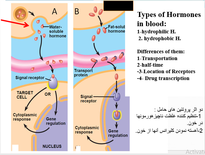 هورمون شناسی , فیزیولوژی غدد hormones , غلظت هورمون ها درخون , غلظت هورمون ها درخون , سیستم اندوکرین و سیستم عصبی , انواع ترشحات هورمونی , پروتئین ها و پلی پپتیدها ,شامل هورمون های ترشح شده , از هیپوفیز قدامی و خلفی , پانکراس(انسولین و گلوکاگون) , غده ی پاراتیروئید(هورمون پاراتیروئید) , ستروئیدهای مترشحه , از قشر فوق کلیه ,  (کورتیزول و آلدسترون) , تخمدان ها ,  (استروژن و پروژسترون) , بیضه ها,  (تستسترون) , هورمون های آمینی , که از تیروئید , T4 ,T3و , مدولای فوق کلیه,  (اپی نفرین و نور اپی نفرین) , ترشح می شوند , هورمون های غدد درون ریز , در محور هیپوتالاموس , هیپوفیز , غدد محیطی   , هورمون های مترشحه از هیپوفیز , هیپوفیز دارای دوقسمت قدامی ,  (ادنوهیپوفیز) , خلفی(نوروهیپوفیز) , Anterior Pituitary-(GH) Growth Hormone , هورمون رشد ,-Thyroid- Stimulating Hormone(TSH) , هورمون محرک تیروئید , Adernocorticotrophin   , Hormone(ACTH , هورمون محرکه قشر فوق کلیه ,  Prolactin:یا لاکتوژن , یا لاکتوتروپین , Gonadotropins  Follicle- Stimulating   , Hormone(FSH):, هورمون محرک فولیکولی , Luteinizing Hormone(LH , هورمون مولّد جسم زرد , Posterior Pitutiar , یا نوروهیپوفیز , Oxytocin , درهنگام زایمان , شیردهی , Antidiuretic Hormone(ADH) , هورمون ضدادراری یا وازوپرسین , هورمون های مترشحه از هیپوتالاموس , ترشح هورمون ها از دیگر , غدد درون ریز محیطی , شامل موارد زیر میباشد , از غده تیروئید: Thyroxine(T4)   , Triiodothyronine (T3 , از غدد فوق کلیوی , از  بخش قشری آن , آلدسترون-کورتیزول-اندروژنها , (هورمون های استروئیدی) , از بخش مرکزی , اپی نفرین-نور اپی نفرین , (هورمون های آمینی) , هورمون هایی که از , گنادهای جنسی ازاد می شوند , انواع هورمون ها , (از نظر حلالیت در خون) , به طور کلی از لحاظ حلالیت در خون، 2 نوع هورمون در بدن داریم , هورمون های هیدروفیل , هورمون های پپتیدی های , کاتکولامین بخش مرکزی فوق کلیه , ( مثل اپینفرین) هورمون های لیپوفیل , شامل هورمون های تیروئیدی ، جنسی بخش قشری فوق کلیه , گیرنده های یونوتروپیک , گیرنده هایی که به عنوان کانال عمل میکنند , و یون رو از خود عبور میدهند , گیرنده های متابوتروپیک , رسپتورهای متصل شونده به G Protein , اما G-Pr چه میباشد , چگونه در داخل سلول پیام رسانی کرده , و پاسخ ایجاد میکند , هورمون هایی که از طریق Gq ,عمل میکنند , مکانیسم سیگنالینگ داخل سلولی , هورمون های سایتوکاینی , از طریق فعال کردن JAK-STAT , 