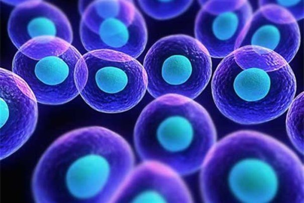سلول های, بنیادی, سلول های پرتوان, pluripotent stem cell, سلول های همه توان. Totipotent stem cell, سلول های چند توان, Multipotent stem cell, Oligopotent stem cell, خون بند ناف, immunosurgical